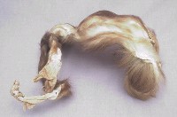 藏品(豬尾獼猴)的圖片